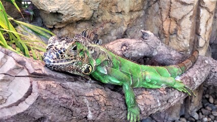 iguana on a tree