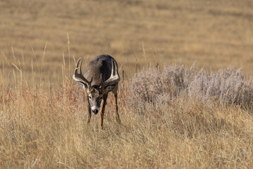 Whitetail Deer Buck in Colorado in the Rut in Autumn