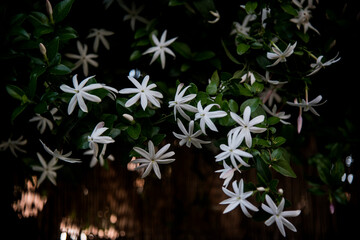 jasmine flowers with eight petals