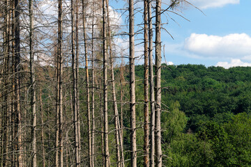 Obraz premium Abgestorbene Bäume im Westerwald in Rheinland-Pfalz im Mai 2020 - Stockfoto