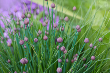 Allium schoenoprasum - bulbous ornamental plant with pink flowers, a plant for decorating urban flower beds. A perennial plant, Chives