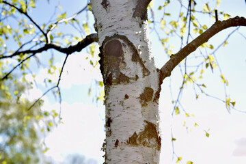 Young birches with black and white birch bark in spring in birch grove against background of other birches