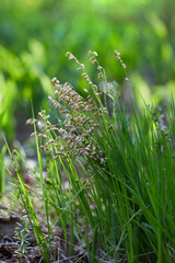 Beautiful spikes of the common quaking grass (Briza media) growing in the meadow. 