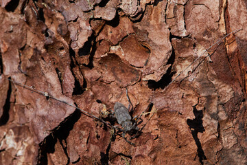 Longhorn beetle, Acanthocinus griseus and female Acanthocinus aedilis on pine bark. A timberman beetle on a pine tree 