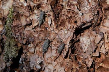 Longhorn beetle, Acanthocinus griseus and female Acanthocinus aedilis on pine bark. A timberman beetle on a pine tree 