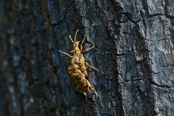 A pair of Rhagium inquisitor (Ribbed pine borer) beatles is sitting on a tree bark