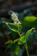 Obraz premium Blooming False lily of the valey, maianthemum bifolium, flowers and leaves growing in the forest, close-up