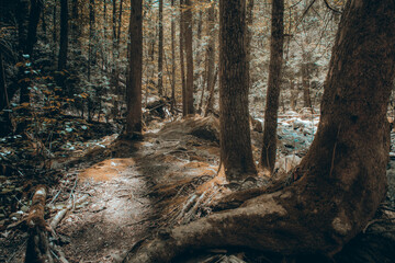trees in the forest
