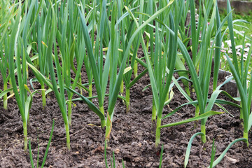 Obraz premium young green onions in the garden