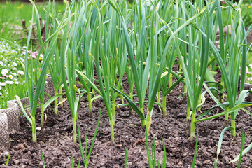 young green onions in the garden