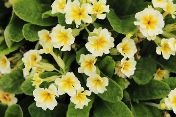spring yellow primrose flowers in the garden