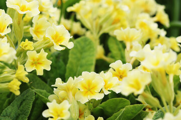 spring yellow primrose flowers in the garden