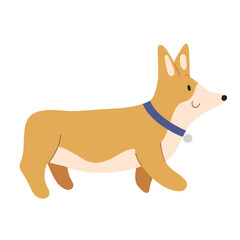 Cute corgi dog, playful puppy with long ears, isolated vector illustration, cute cartoon character