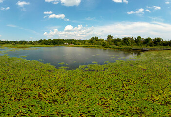 Hiking spot near green North American field of summer lotus. Rouge National Urban Park lake full of green lotus leaves. Toronto, Ontario, Canada.
