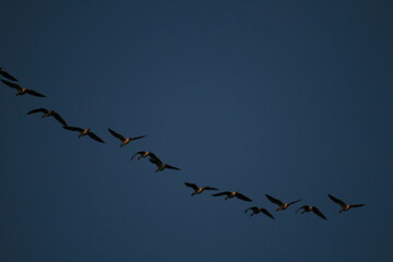 Flock of geese flying in sky