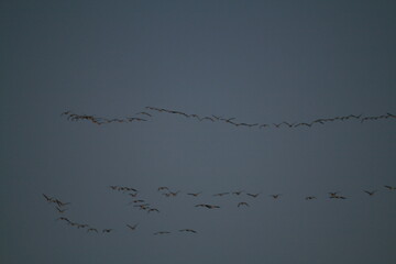 Flock of geese flying in sky