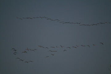 Flock of geese flying in sky