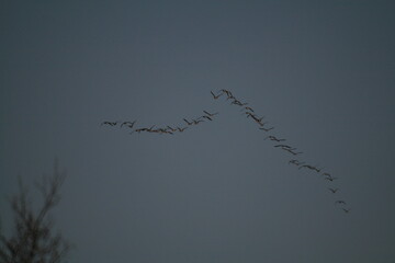 Flock of geese flying in sky