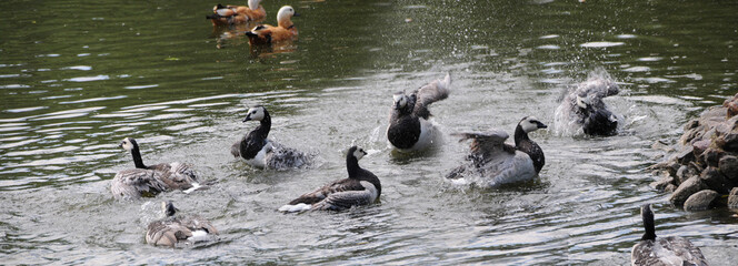 Fototapeta premium Barnacle goose (Branta leucopsis) swimming in the pond