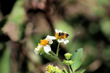bee on a flower