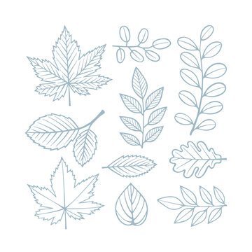 Leafs and branches. Hand drawn different leafs and plants. Sketch drawing floral design elements. Part of set.