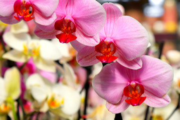 Phalaenopsis Orchid pink flowers in the store. Potted orchidea. Many flowering plants, nature floral background. Beautiful flowers