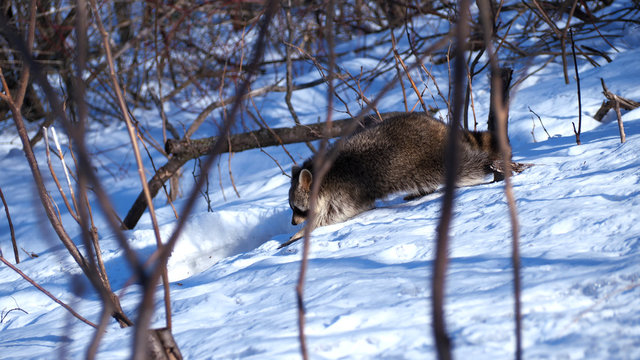 A raccoon is spotted playing in some fresh snow on the hills of Mont Royal, in Montreal, Quebec, Canada.  This picture captures a raccoon roaming through the trees on the mountain.