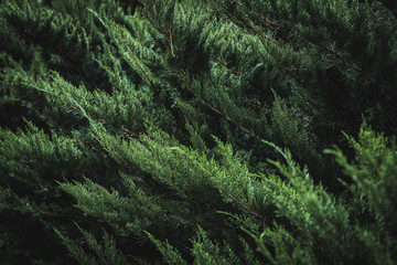 Dark green foliage of a cypress