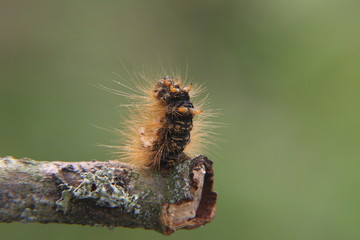 Chenille voulant se faire impressionnante