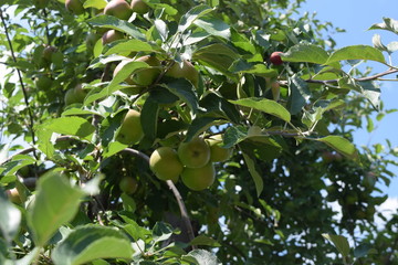 green apples