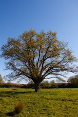 Chêne dans un pré