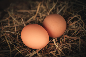 Organic eggs in a ecologic farm of Galician,Spain.
