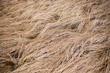 The grass withered in beautiful waves. Pale meadow in autumn or spring.