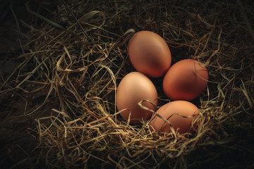 Organic eggs in a ecologic farm of Galician,Spain.