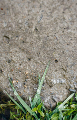 Close up of natural green grass with gray concrete floor.