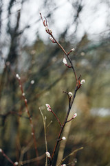 Willow tree branches with small buds. Awakening of nature in the spring.