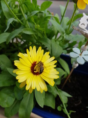 yellow flower in a garden