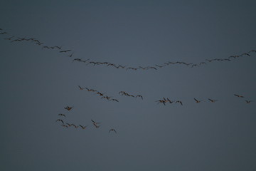 Flock of geese flying in sky