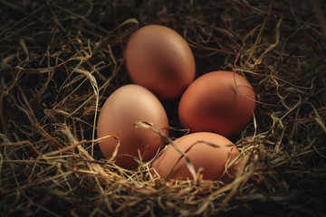 Organic eggs in a ecologic farm of Galician,Spain.