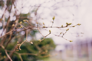 tree branches with small buds. Awakening of nature in the spring.