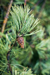 Coniferous branch with a cone after the rain. On green needles droplets.