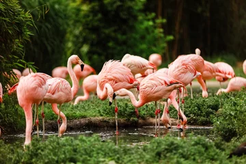 Fotobehang A flock of pink flamingos and reflection in the water. selective focus © Andriy Medvediuk