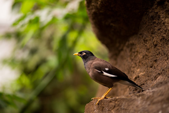 Common myna bird sits on the hollow of a rock in the green forest