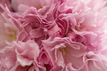 Beautiful blossoming pink sakura flower. Close-up macro shot. Floral background.