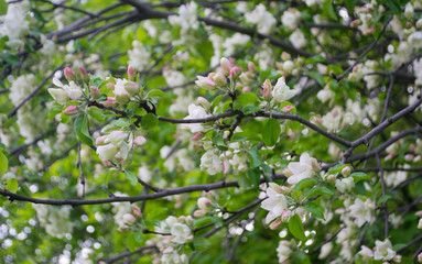 blooming apple tree branch with green leaves, natural desktop background
