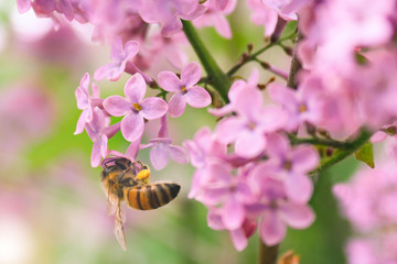 Flying bee collecting pollen at the lilac flower in summer or spring day. Bee flying over the...