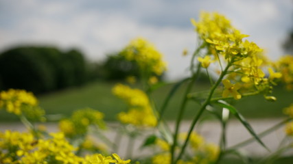 Obraz premium Close up of green grass and yellow flowers