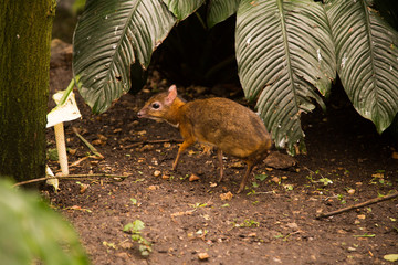 The little mouse-deer walks through the vegetation in the forest. Scared, he listens and stops at every sound.