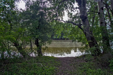 Lake in the woods
