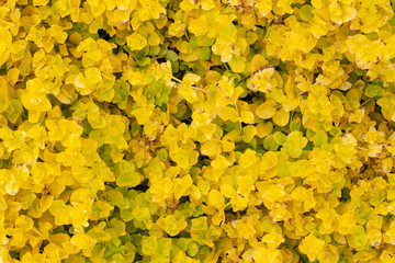 High density of yellow shrub leaves spread across the flower bed